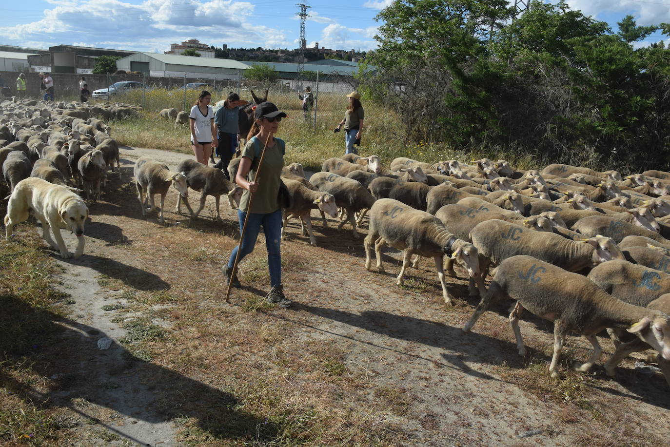 La trashumancia hace su parada en la ciudad trujillana