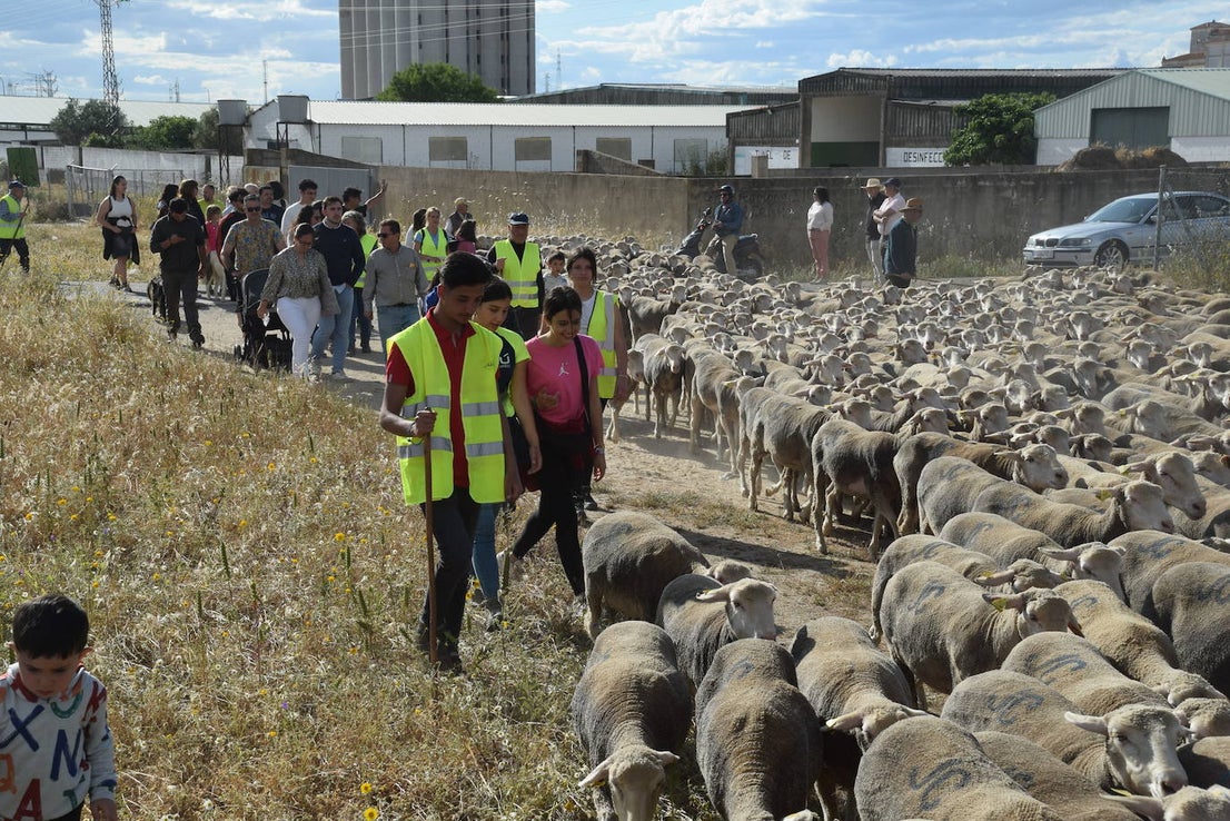 La trashumancia hace su parada en la ciudad trujillana