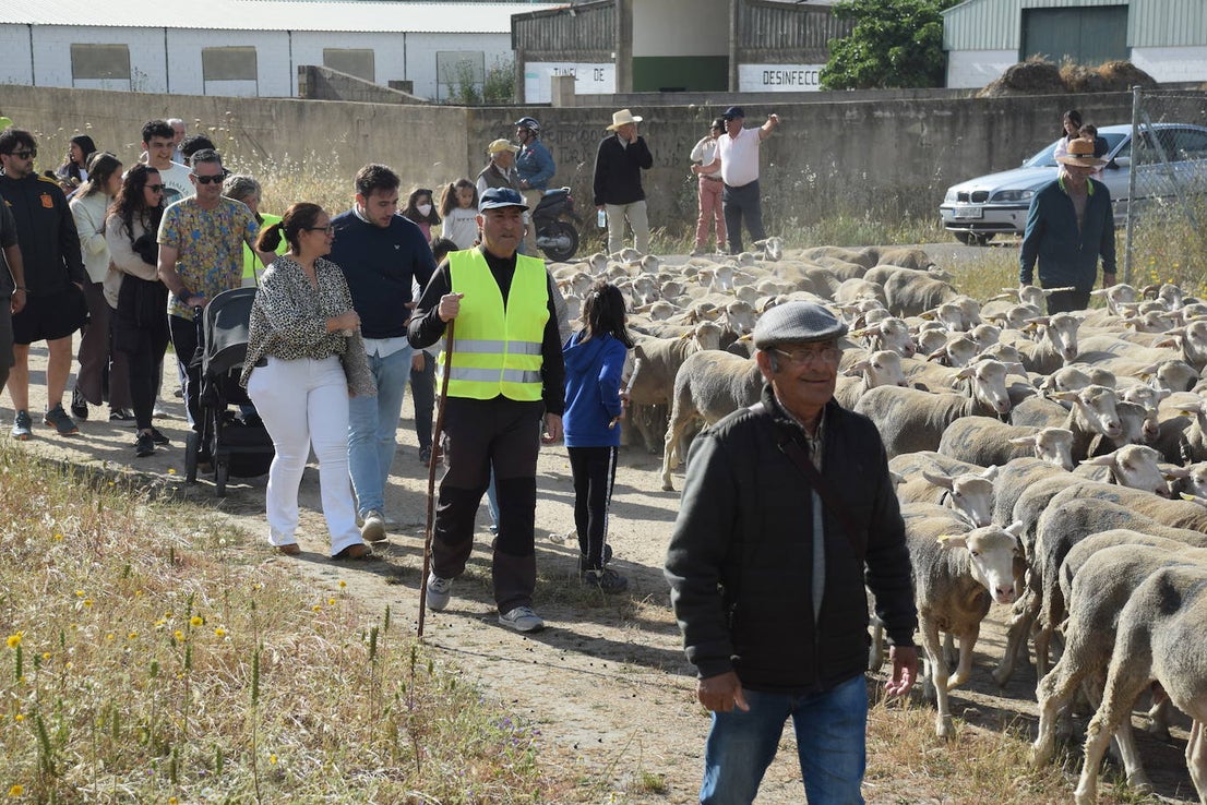La trashumancia hace su parada en la ciudad trujillana