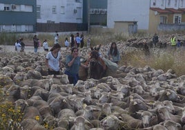 La trashumancia hace su parada en la ciudad trujillana