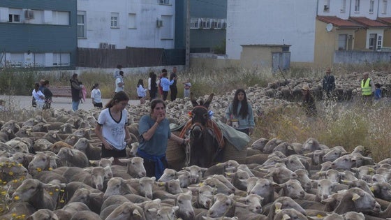 La trashumancia hace su parada en la ciudad trujillana