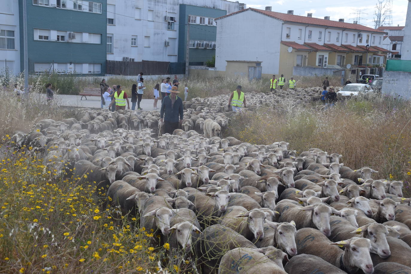 La trashumancia hace su parada en la ciudad trujillana