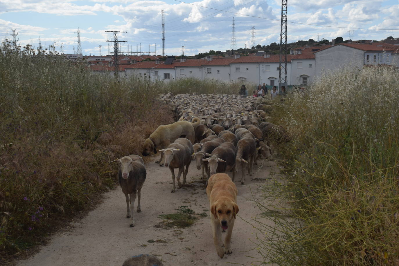 La trashumancia hace su parada en la ciudad trujillana