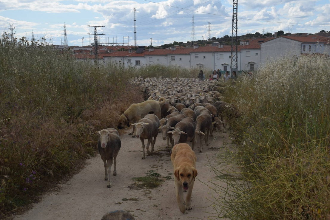 La trashumancia hace su parada en la ciudad trujillana