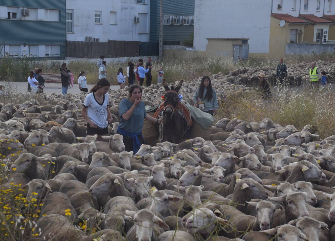 Imagen principal - José Manuel Sánchez, con sus 1.550 ovejas, pasa por la ciudad camino de León