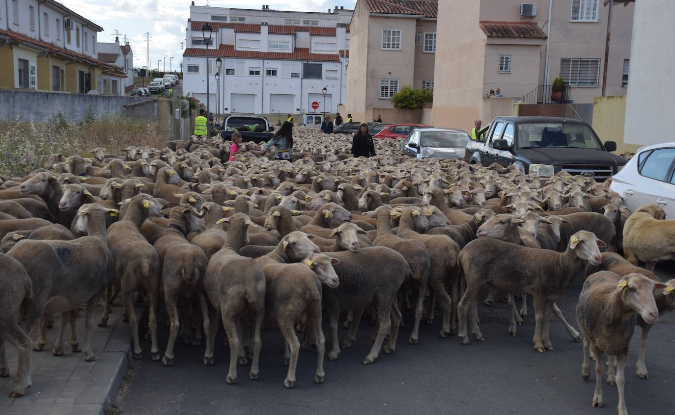 Imagen secundaria 1 - José Manuel Sánchez, con sus 1.550 ovejas, pasa por la ciudad camino de León