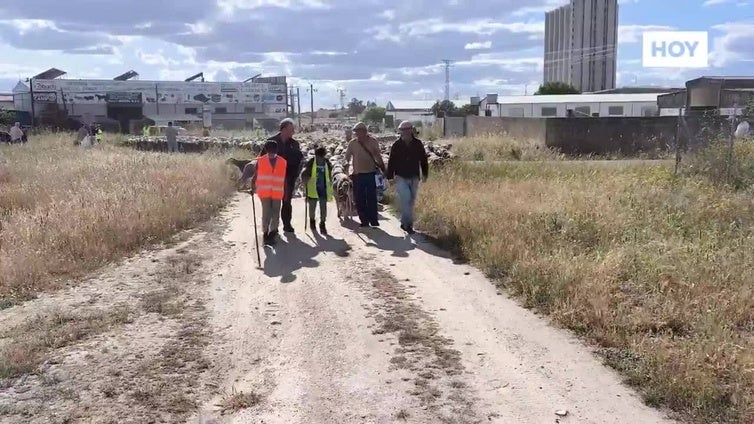 1.550 ovejas pasan por Trujillo camino de León