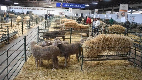 La celebración de la Agroganadera corre peligro por la lengua azul