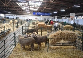 La nave de ovino en una edición pasada de la Feria Agroganadera
