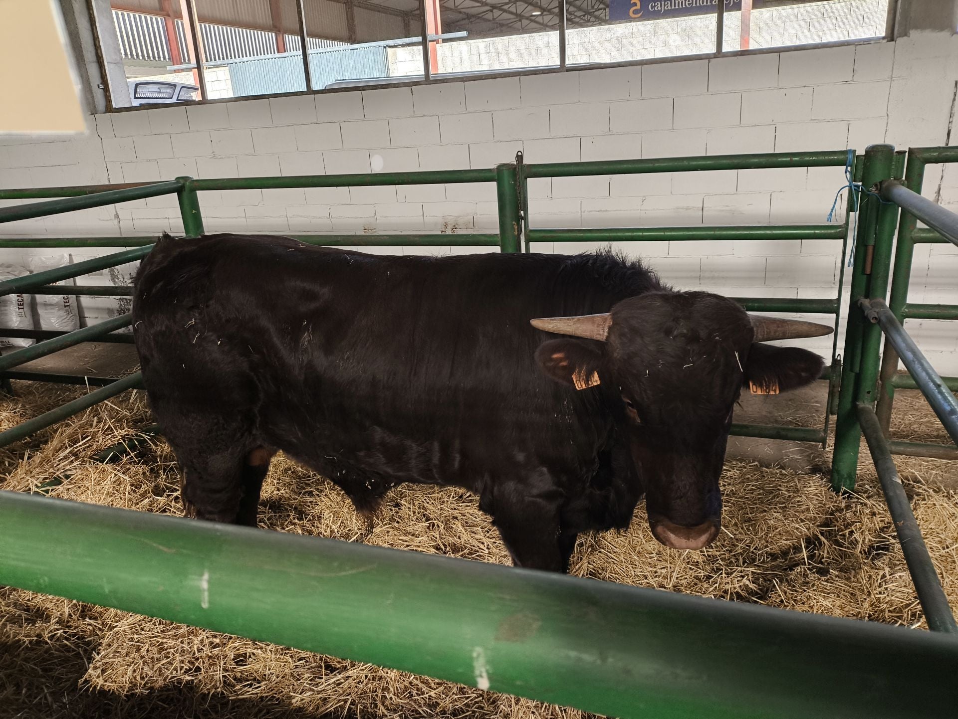 La Feria Agroganadera se celebró a pesar de la lengua azul