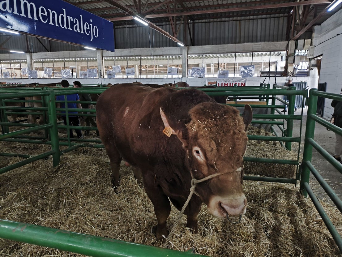 La Feria Agroganadera se celebró a pesar de la lengua azul