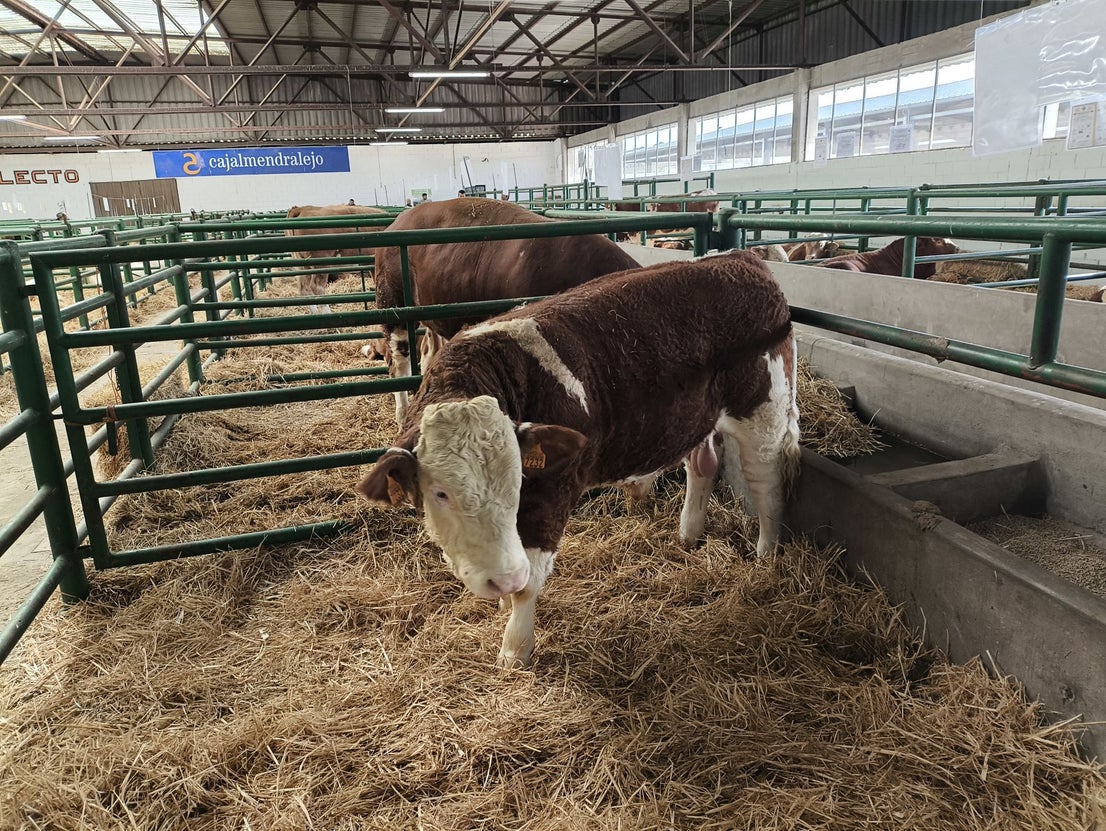 La Feria Agroganadera se celebró a pesar de la lengua azul