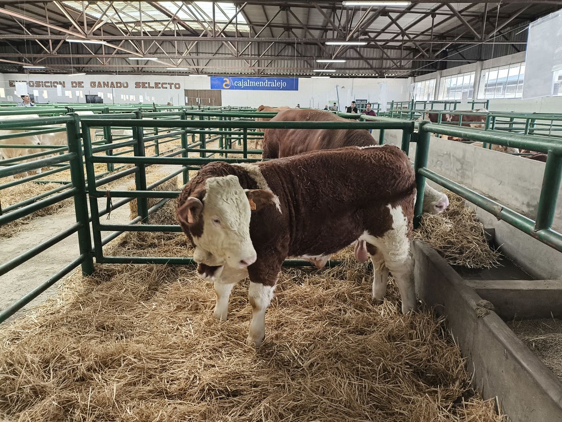 La Feria Agroganadera se celebró a pesar de la lengua azul