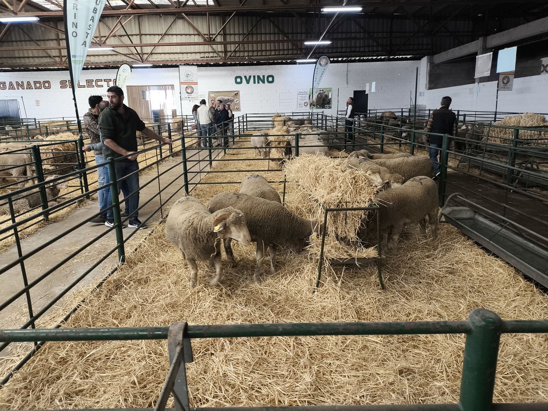 La Feria Agroganadera se celebró a pesar de la lengua azul