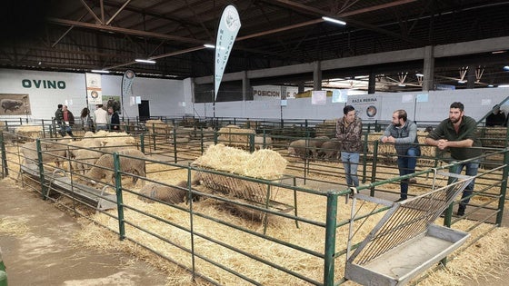 La Feria Agroganadera se celebró a pesar de la lengua azul