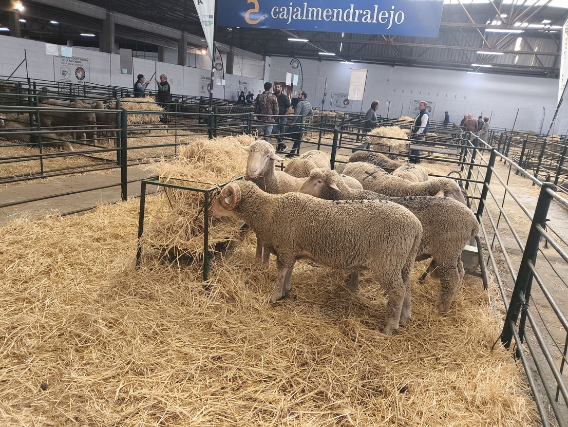 La Feria Agroganadera se celebró a pesar de la lengua azul