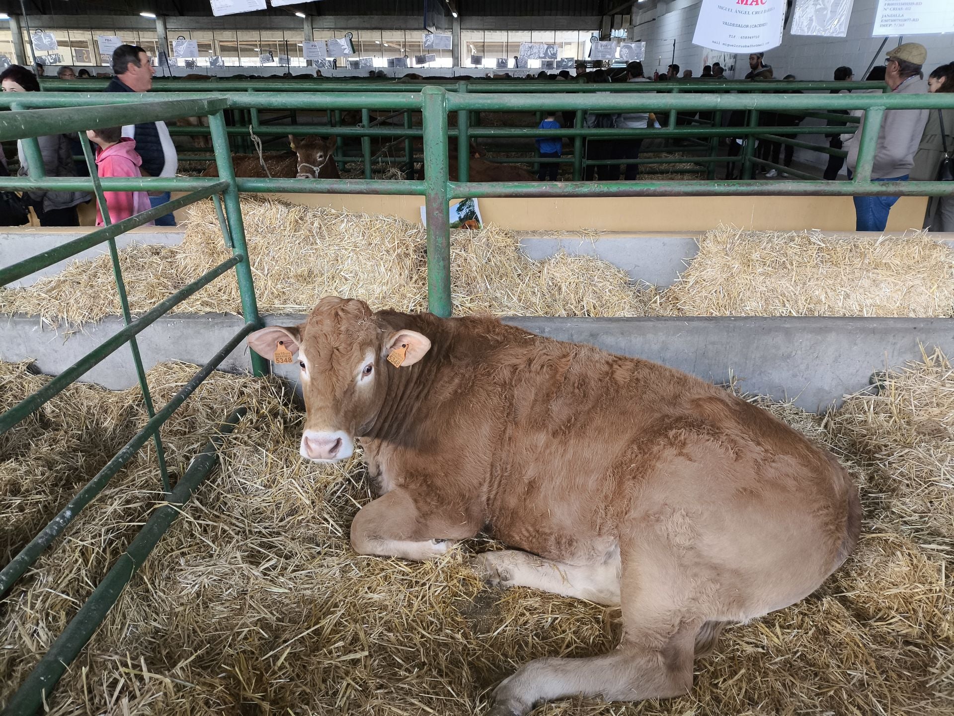 La Feria Agroganadera se celebró a pesar de la lengua azul