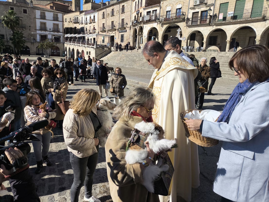 Las mascotas bendecidas por San Antón