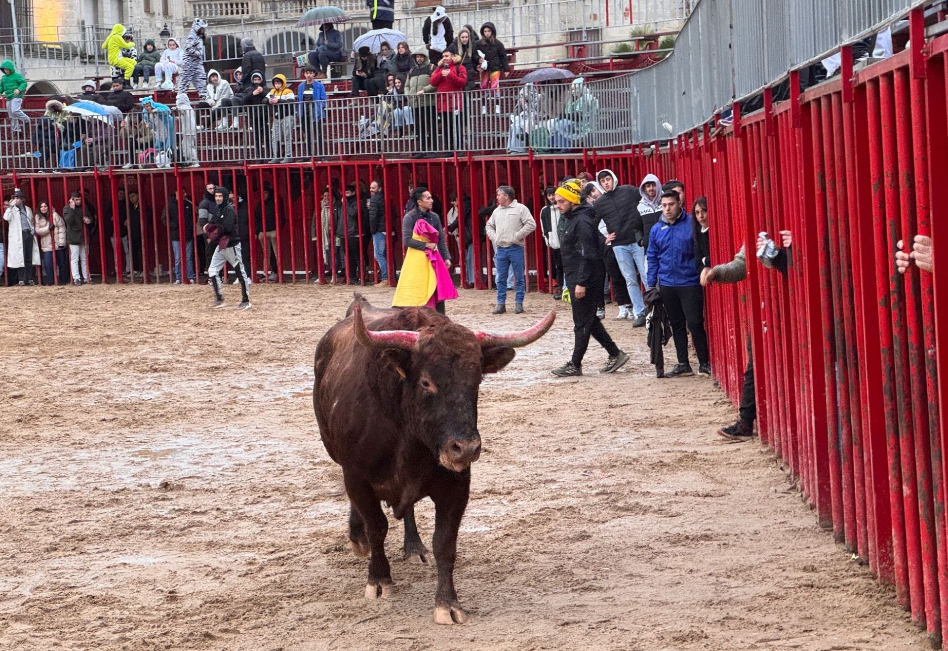Un momento de la capea de este domingo.