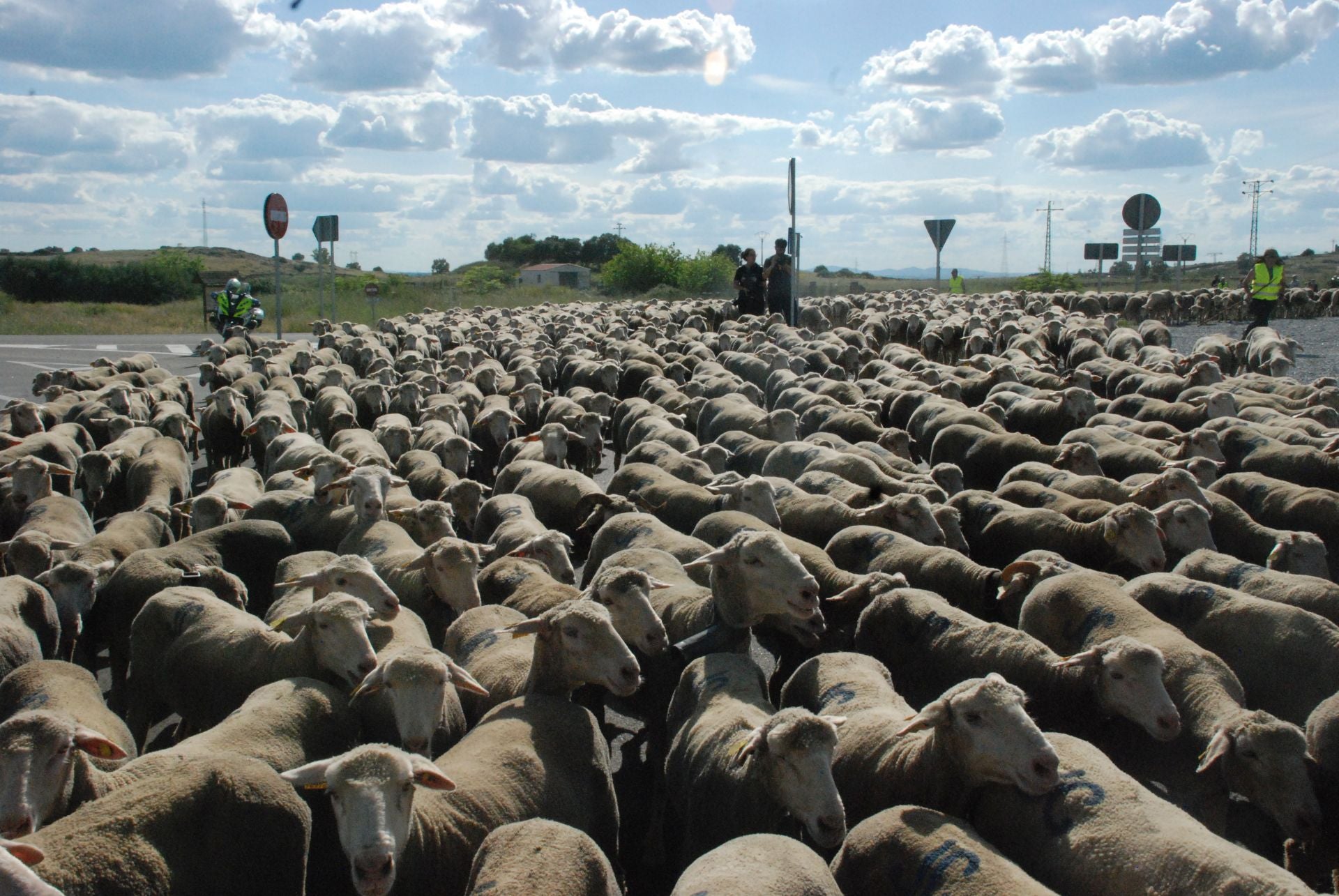 Calurosa despededida a José Manuel Sánchez, con sus 1.700 ovejas, camino de León