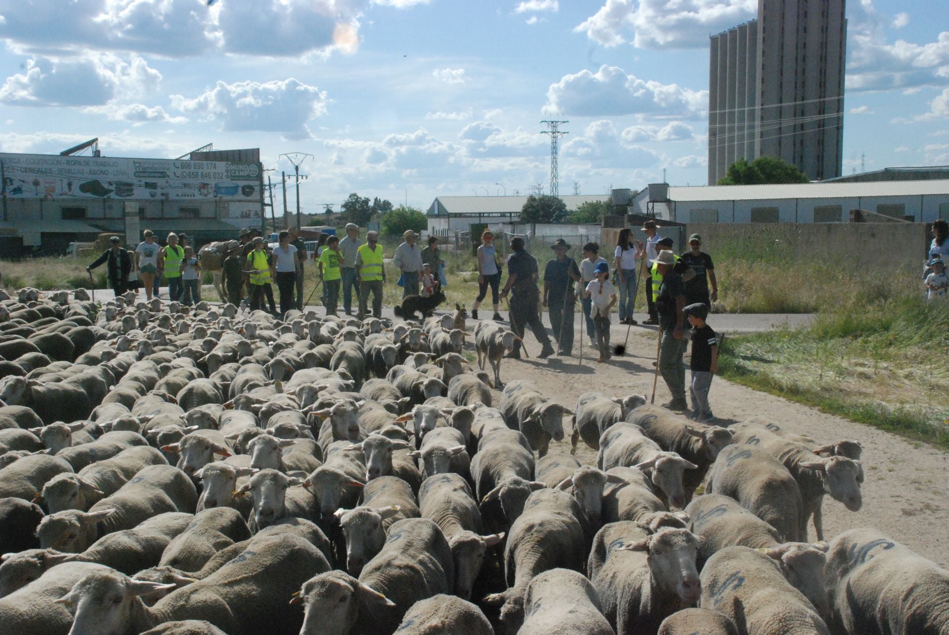 Calurosa despededida a José Manuel Sánchez, con sus 1.700 ovejas, camino de León