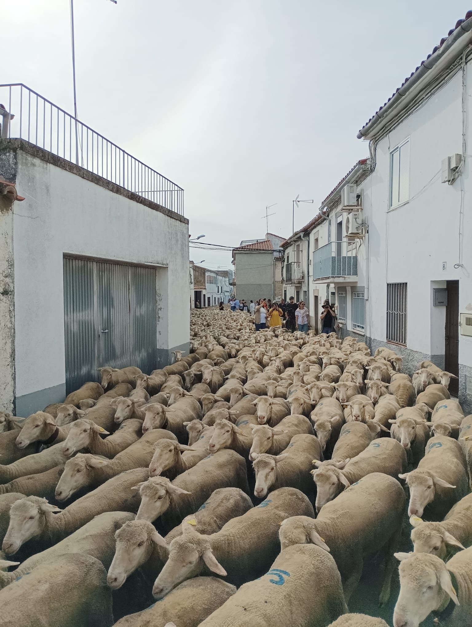 Calurosa despededida a José Manuel Sánchez, con sus 1.700 ovejas, camino de León