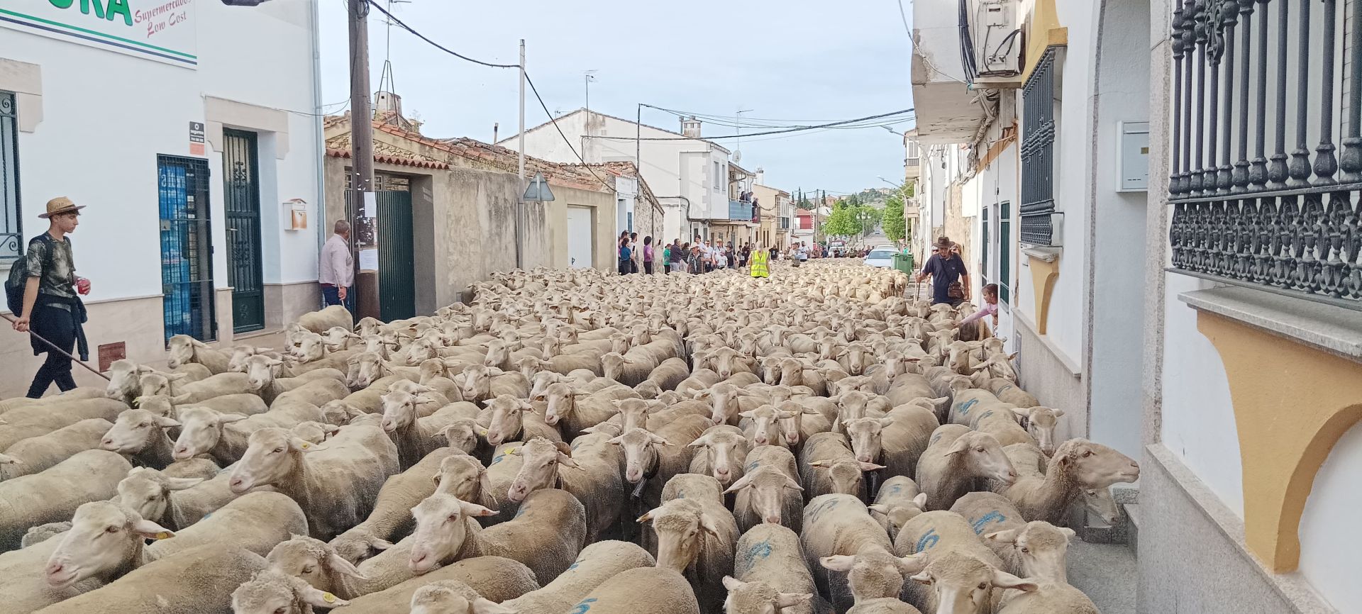 Calurosa despededida a José Manuel Sánchez, con sus 1.700 ovejas, camino de León