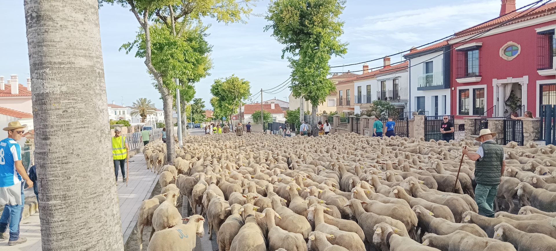 Calurosa despededida a José Manuel Sánchez, con sus 1.700 ovejas, camino de León