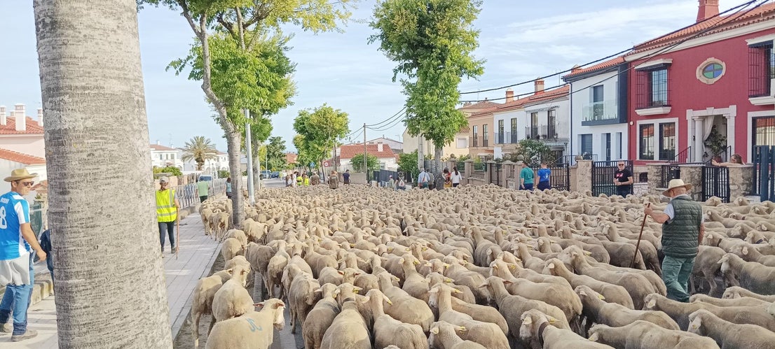 Calurosa despededida a José Manuel Sánchez, con sus 1.700 ovejas, camino de León