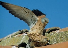 Pareja de cernícalo primilla.