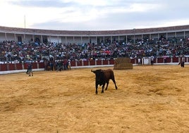 Una de las reses que salió al ruedo el pasado lunes.