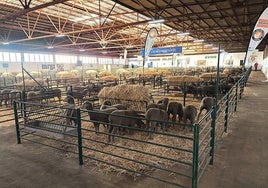 Feria Agroganadera de Trujillo.