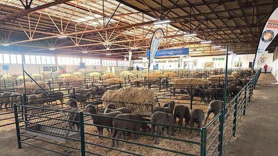 El Ayuntamiento saca a licitación las parcelas para poner casetas en la Agrognadera
