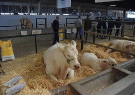 Ganado vacuno en la feria Agroganadera.