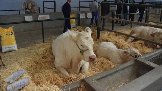 La Feria Agroganadera queda suspendida ante la dermatosis nodular vacuna