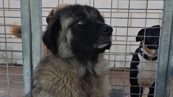 'Refugio Turgalium' ha aumentado el número de adopciones de perros