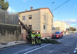 Los bomberos intervinieron por un árbol caído.