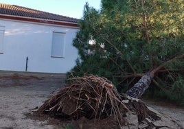 Uno de los árboles caídos en el colegio Las Américas