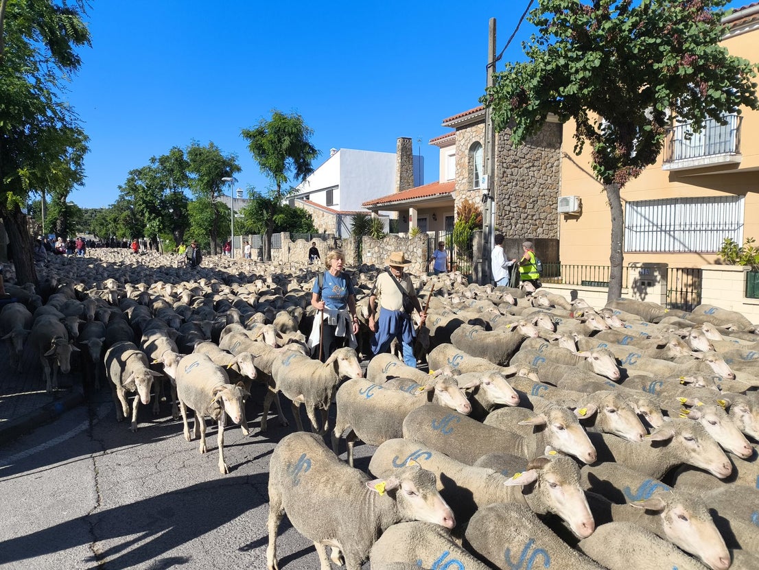 Una jornada dedicada a la trashumancia