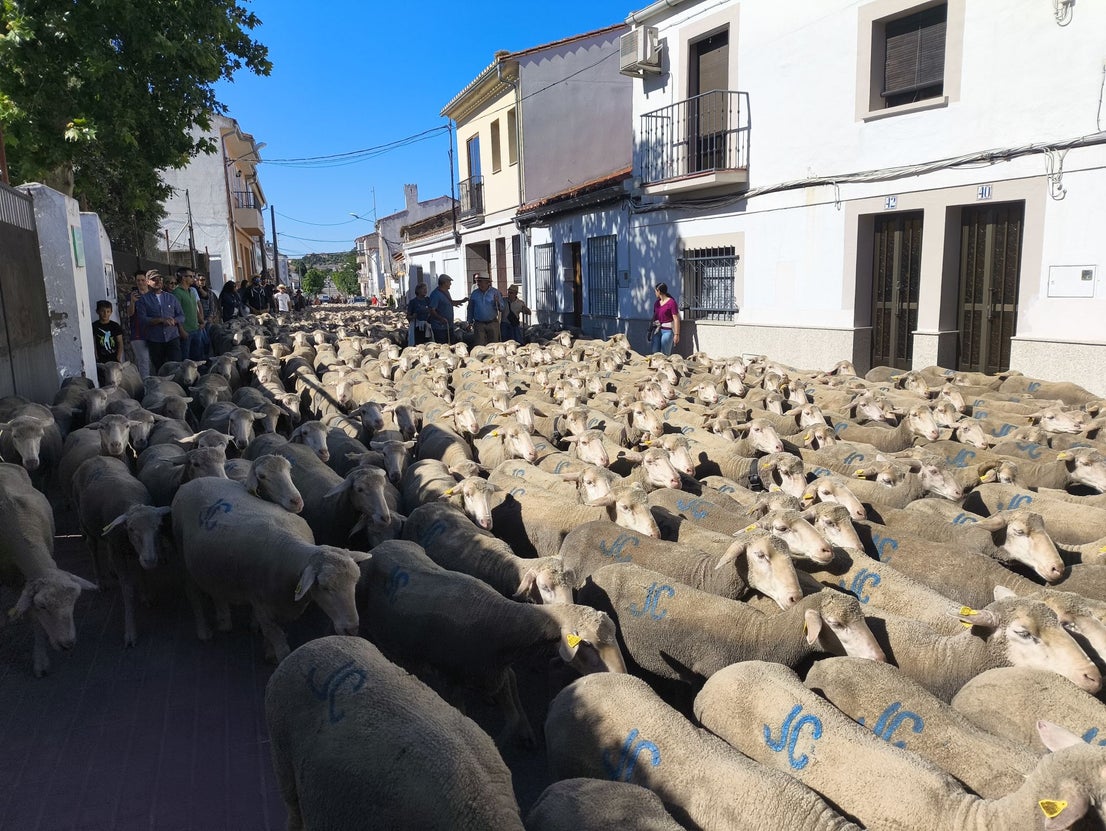 Una jornada dedicada a la trashumancia