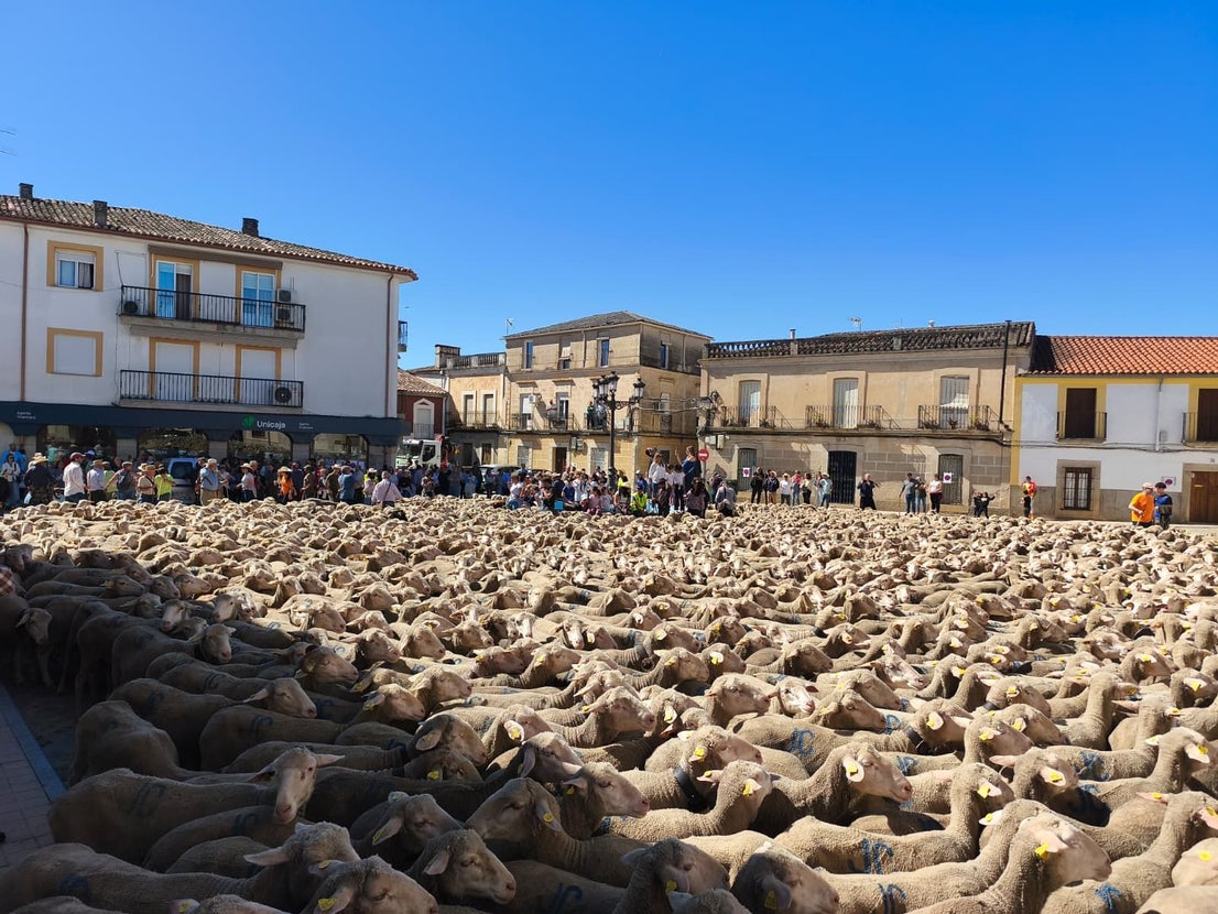 Una jornada dedicada a la trashumancia