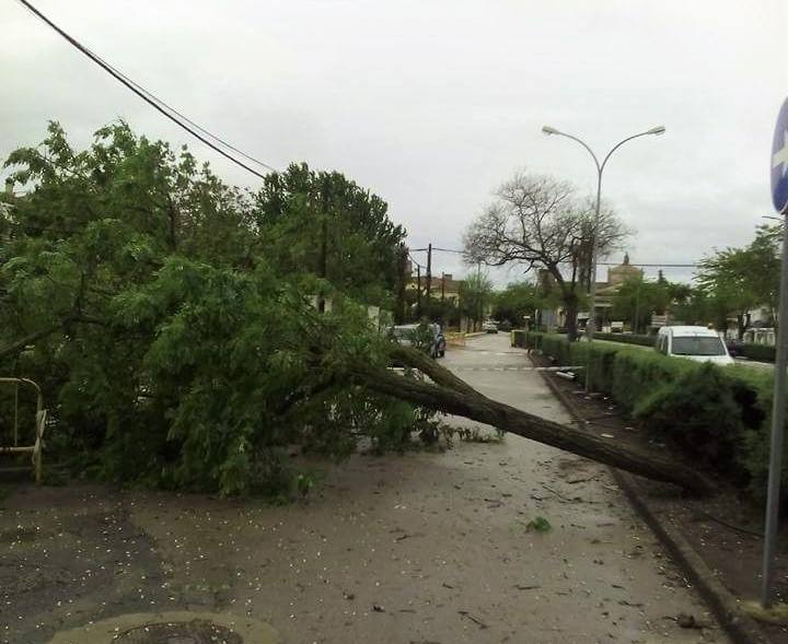 Se cae un árbol en la avenida Ramón y Cajal