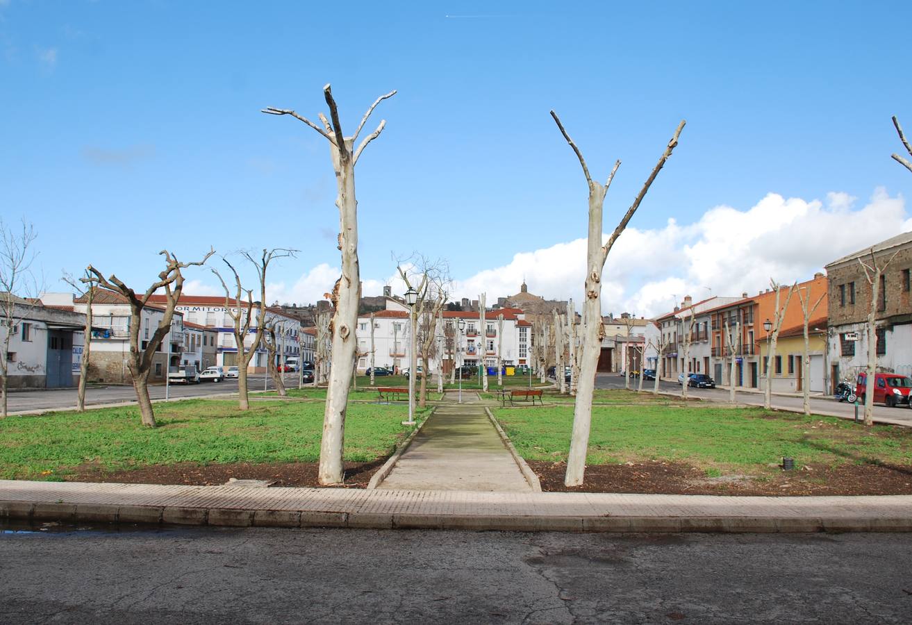 La poda de árboles es una de las medidas que se ha llevado a cabo 