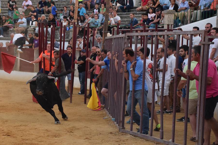 Las fiestas contarán con siete capeas y se lidiarán unos treinta animales