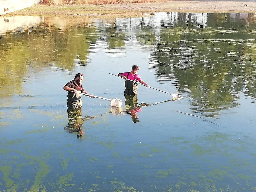 La charca del parque de San Lázaro tiene problemas con el agua por la falta de oxígeno