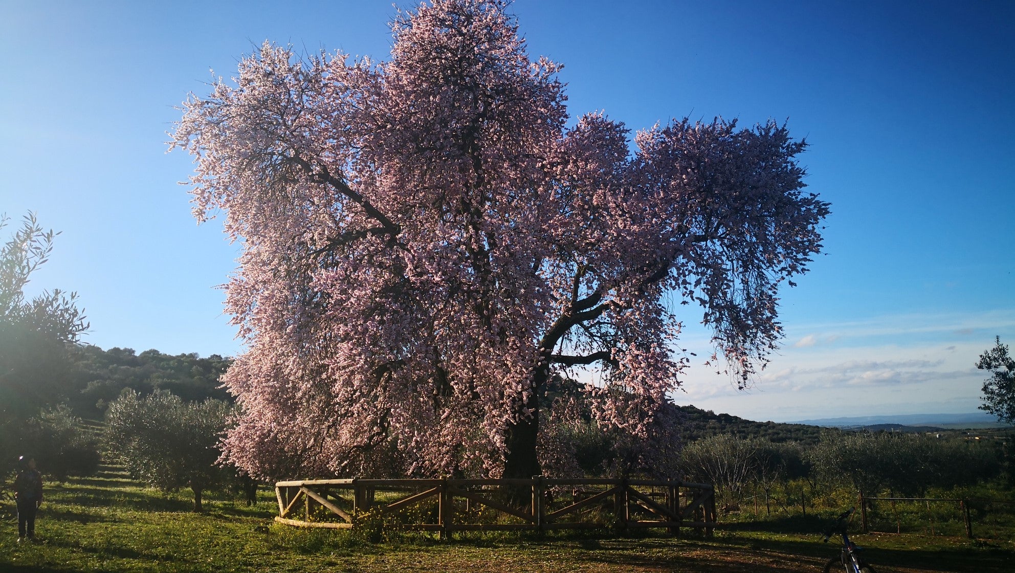Algunas imágenes del Almendro Real, en plena floración (08-02-2019)