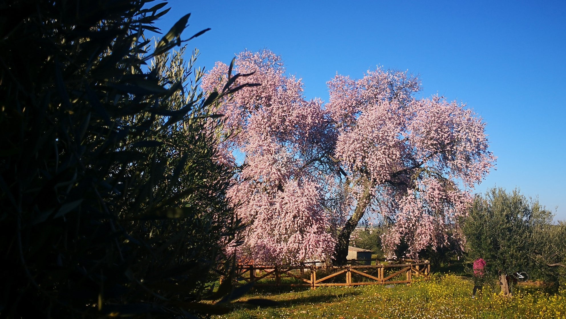 Algunas imágenes del Almendro Real, en plena floración (08-02-2019)