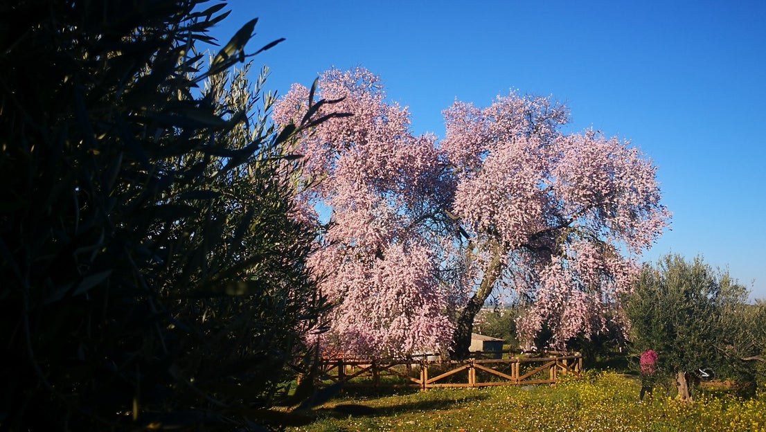 Algunas imágenes del Almendro Real, en plena floración (08-02-2019)