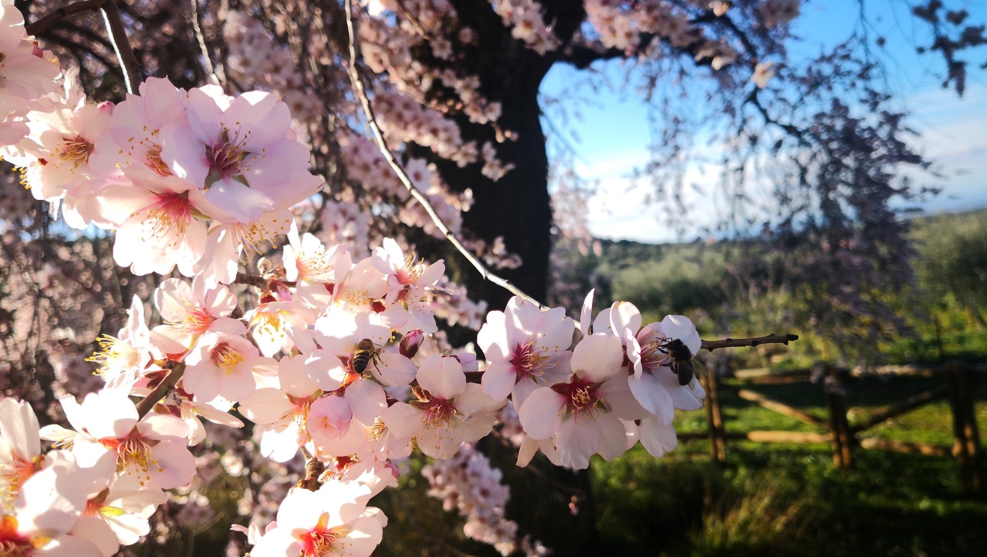 Algunas imágenes del Almendro Real, en plena floración (08-02-2019)