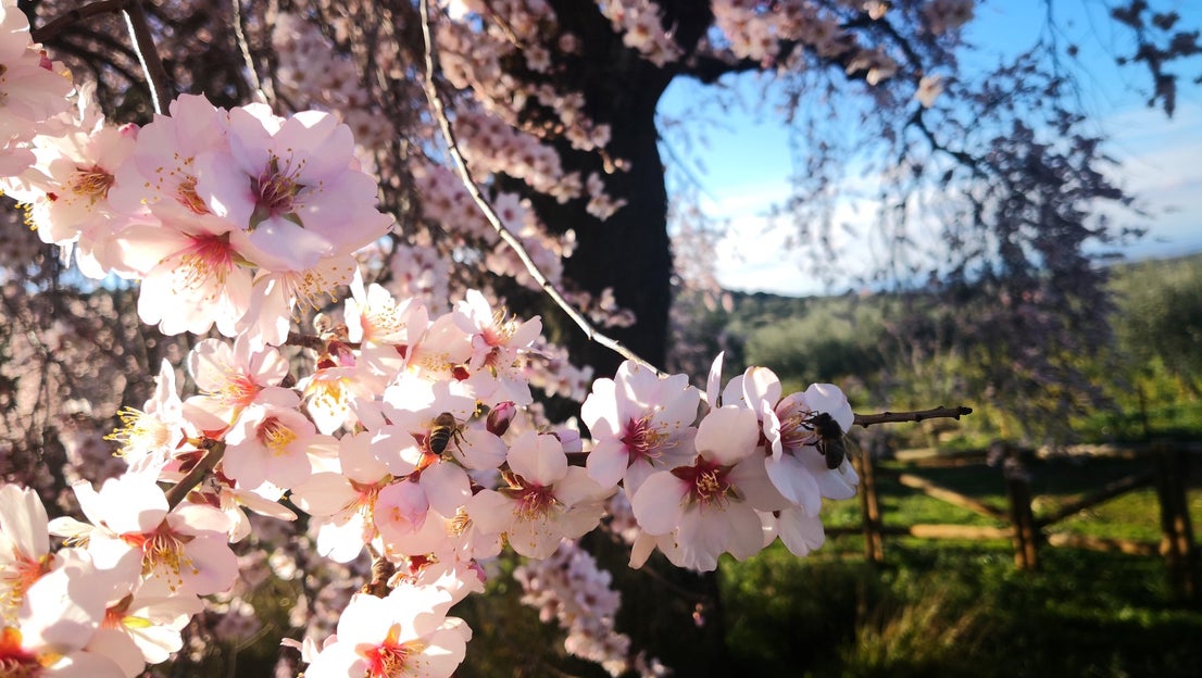 Algunas imágenes del Almendro Real, en plena floración (08-02-2019)